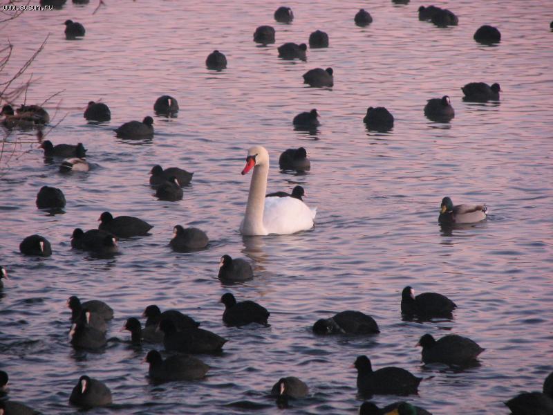 --А белый лебедь на пруду... - (фотоальбом)